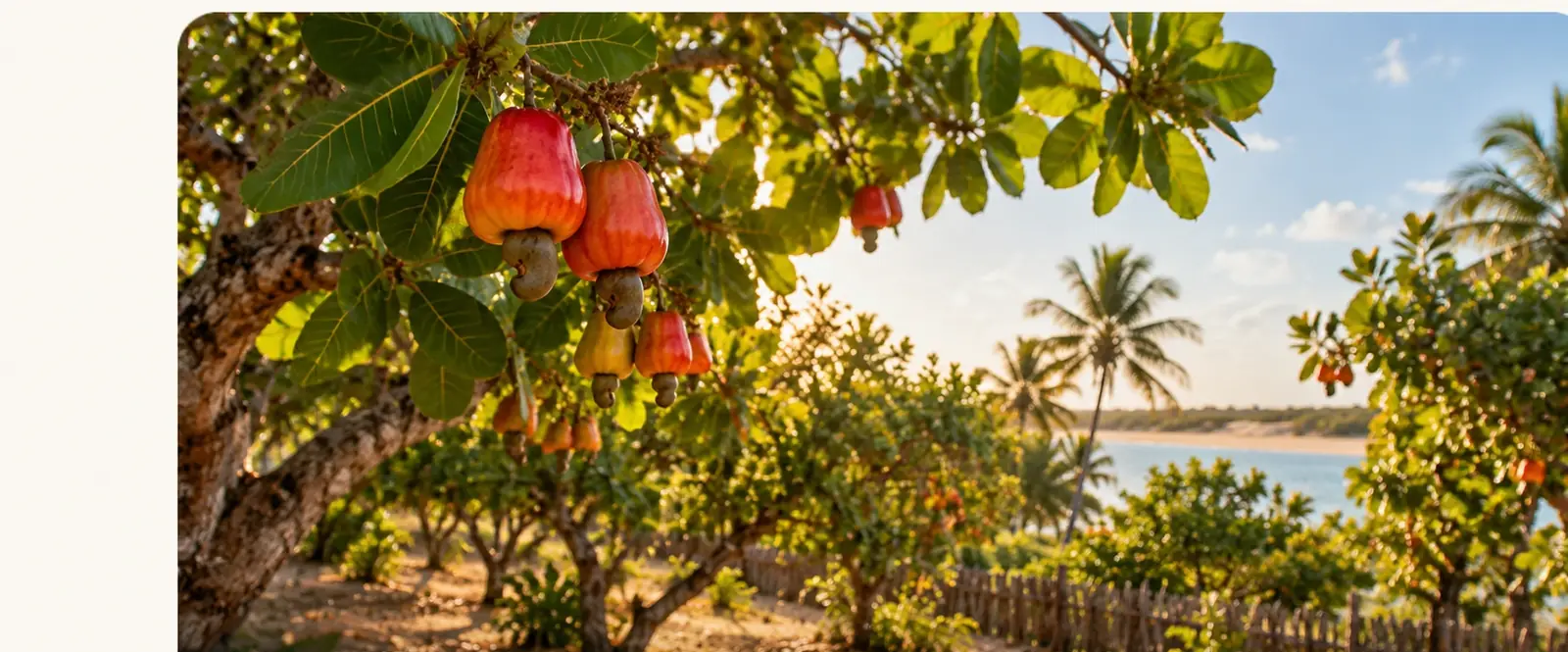 Imagem editorial de cajueiro com frutos em paisagem litorânea
