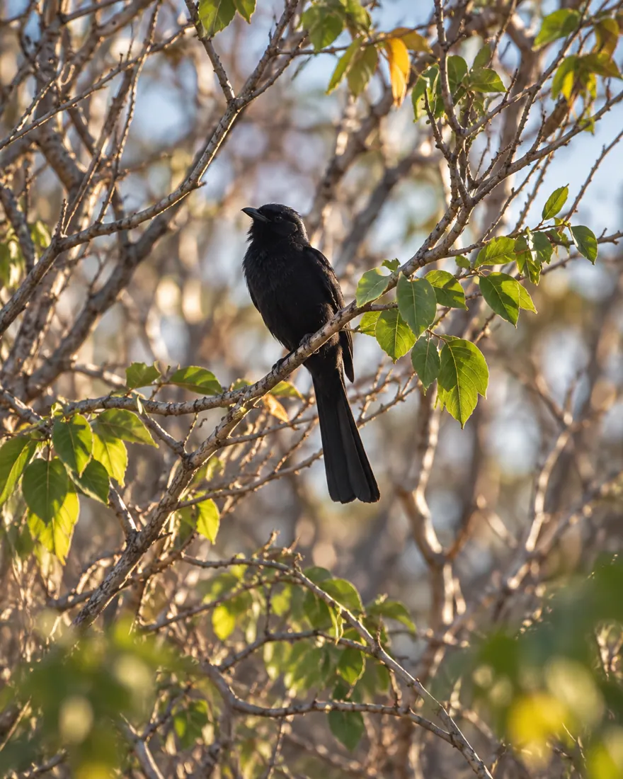 Coleção Aves e fauna