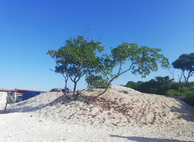 Montes de conchas acumuladas na paisagem